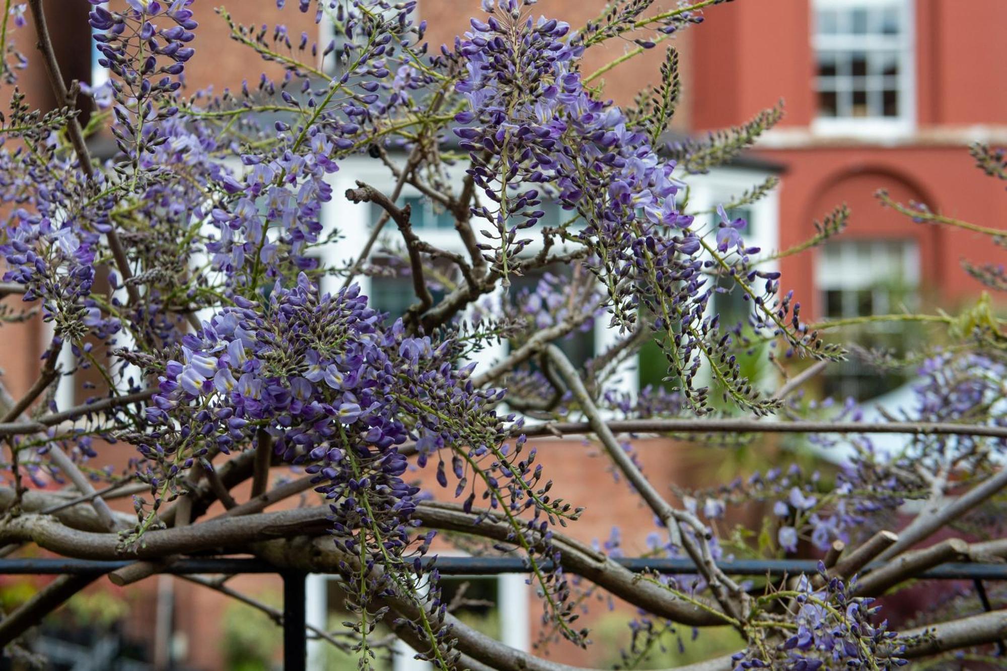 Bed and Breakfast Darwin'S Townhouse Shrewsbury Exterior foto Wisteria sinensis